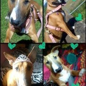 Foto de Princess'Keva Bullterrier
