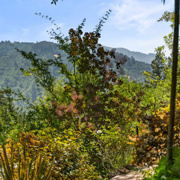 Los Gatos