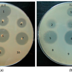 Hyaluronate lyase - Products