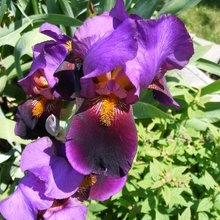 My Irises, Tall Bearded