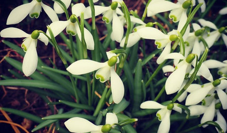 Pflanze des Monats: Schneeglöckchen wecken Frühlingsgefühle