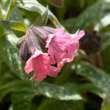 plants