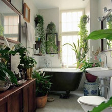 plants