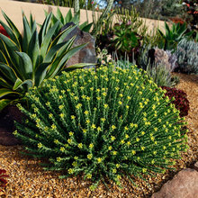 New House 2022 - Front Yard