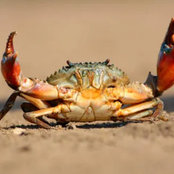 crab mountain's photo