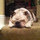 Patrick Holly Lavely