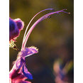 Woolly Blue's profile photo