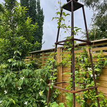 How to Use Planting for Privacy When You Have No Mature Trees