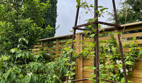 How to Use Planting for Privacy When You Have No Mature Trees