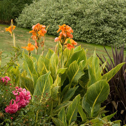 Tropicanna&reg; Gold Canna - Plants