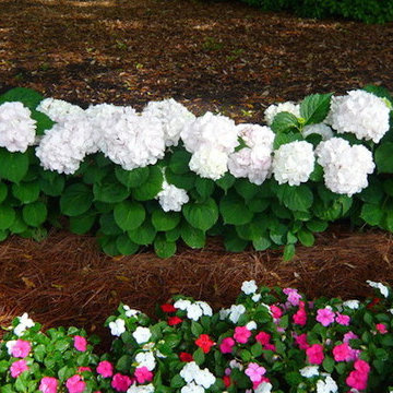 Landscapes & Hardscapes