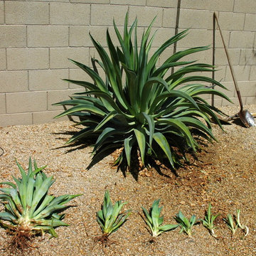 Succulents