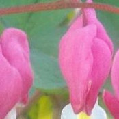 Carol Anne Roth-Walter's photo