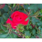 Den Reed's photo