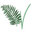 Wild Fern Window Furnishings