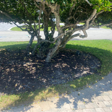 Front Yard - Progress