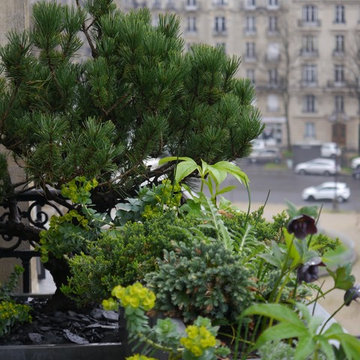 "Inversion des pôles" - ligne végétale sur un balcon haussmannien