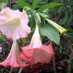 Tropical Angel Flower - Products