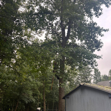 Custom Privacy Fence Installation and Tree Removal