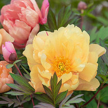 Peonies 2019