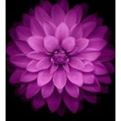 Terri Medeiros's photo