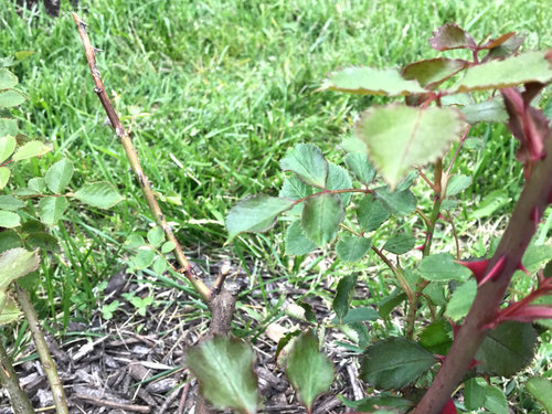 Normal growth on roses, or something else?