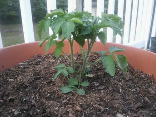 How to Separate Tomato Plants 