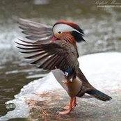 Foto von Amedeo Mirela