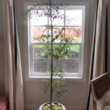 Plants