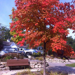 Misc. Trees - Products