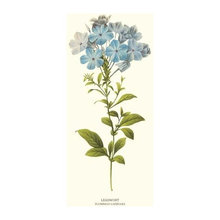 Botanical Prints