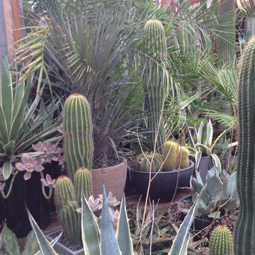 cactus & Succulent Gardens