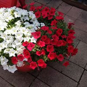 Sonya Cooks's photo