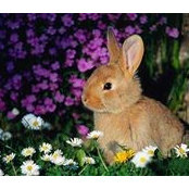 Barbara Walters's photo