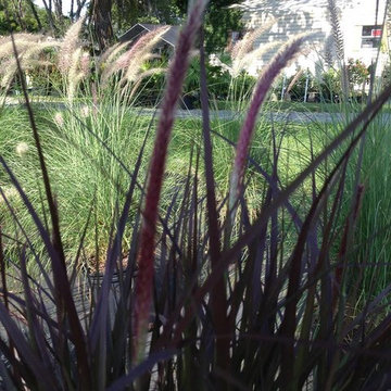 A Few of Our Plant Offerings