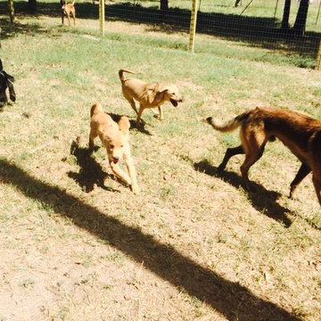 Dog Training Woodlands TX Cypress - Puptown Houston (832) 930-0073