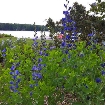 Lake near Fredericksburg, VA: Plant&Sustain for Clean Water