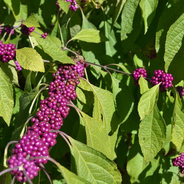 DIY Landscape - American Beauty Berry