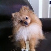 Baxter Simlotes foto