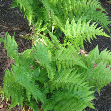 Plantings
