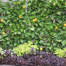 Mediterranean garden