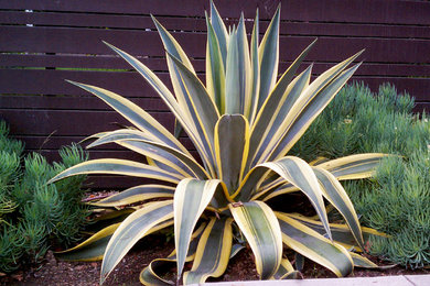 Photo of a large contemporary drought-tolerant and full sun front yard landscaping in Los Angeles.