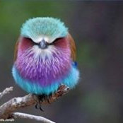 Foto de Joy Kugler
