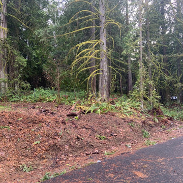 Layered Garden in the Woods - before