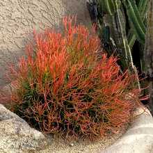 plantings