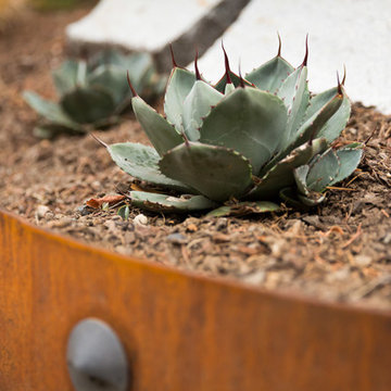 Hardy Agave