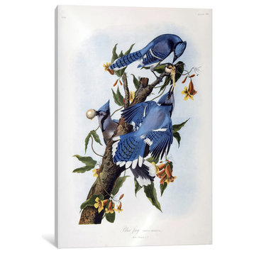 "Blue Jay" by John James Audubon, Canvas Print, 40"x26"