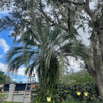 Palm Tree Trim - Before