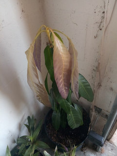 Droopy Mango Leaves