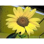 Elaine Derby-Sherman's photo